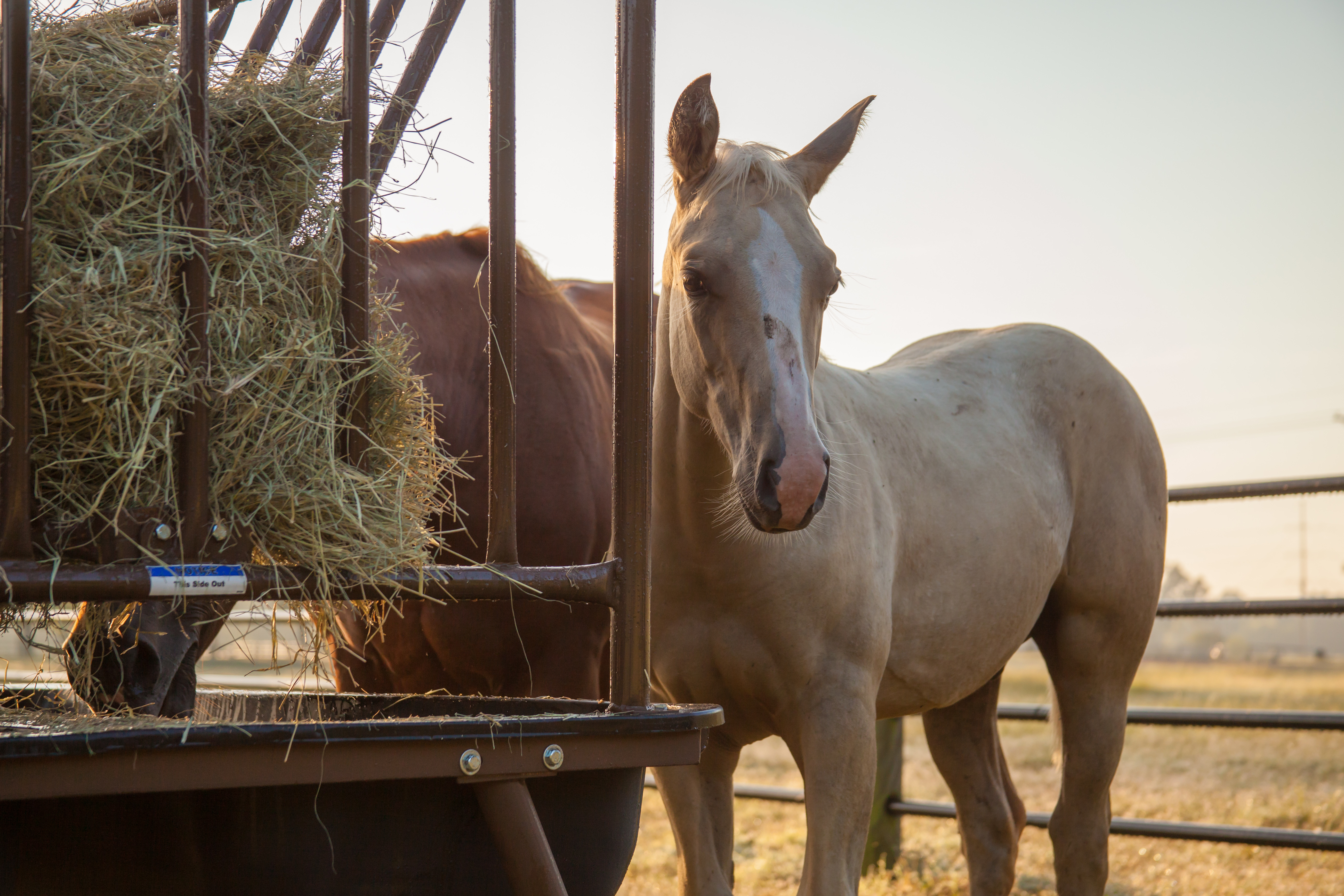 Horse Guy Mclean PHFH01.jpg